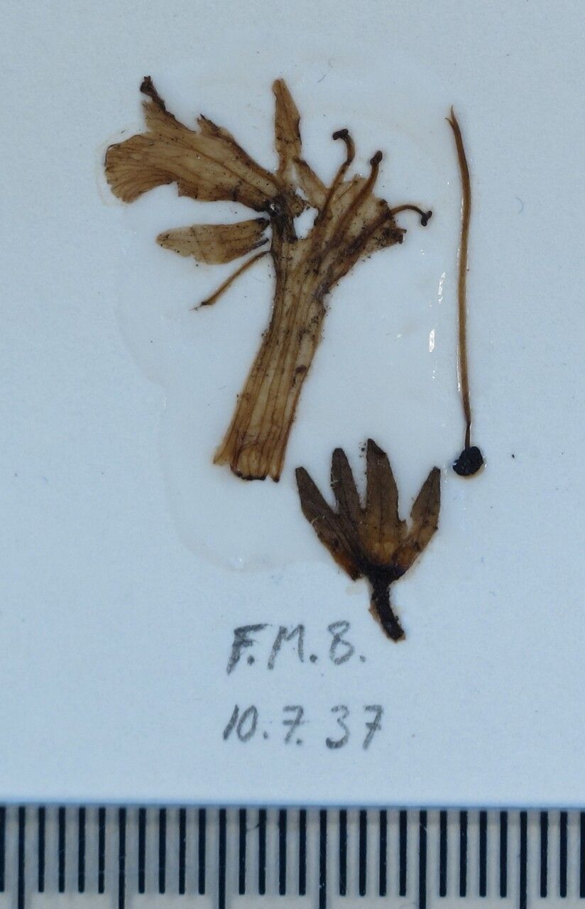 Ajuga lobata — search result for 'Ajuga'