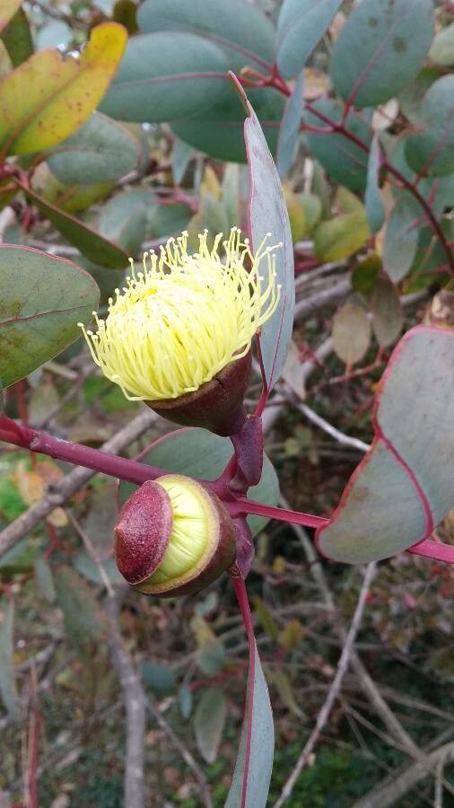 Eucalyptus preissiana flower