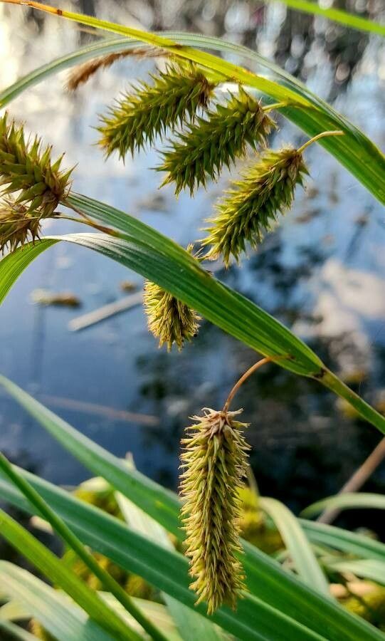 Carex polysticha fruit