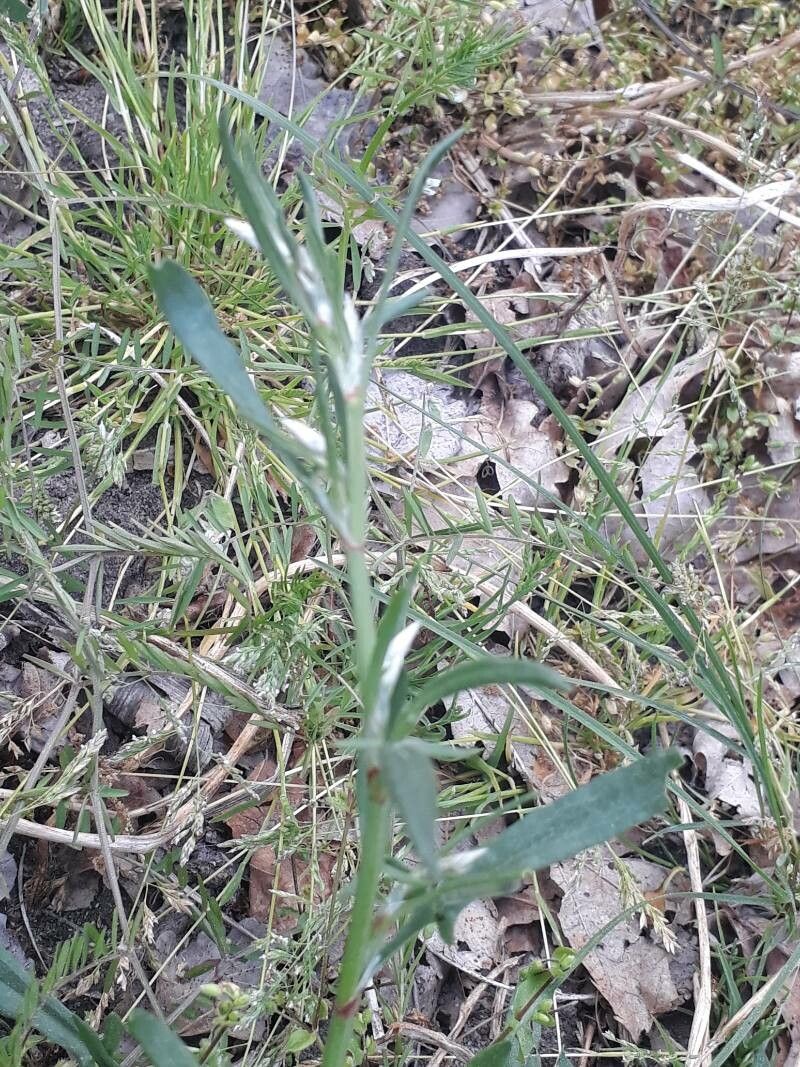 Goodenia geniculata — search result for 'Goodeniaceae'