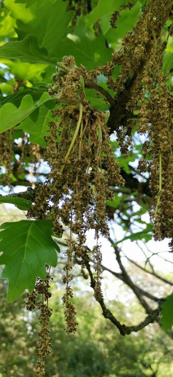 Quercus macranthera flower