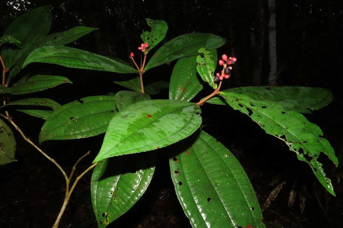 Miconia simplex — houseplant care guide