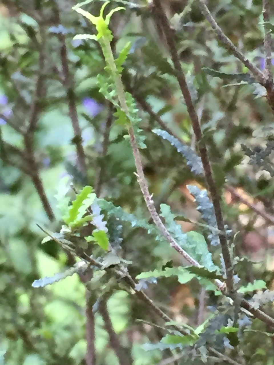 Pittosporum divaricatum — search result for 'Pittosporum'