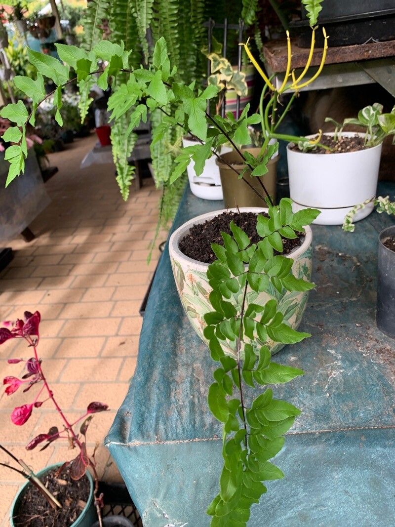 Hemionitis viridis — search result for 'Hemionitis'