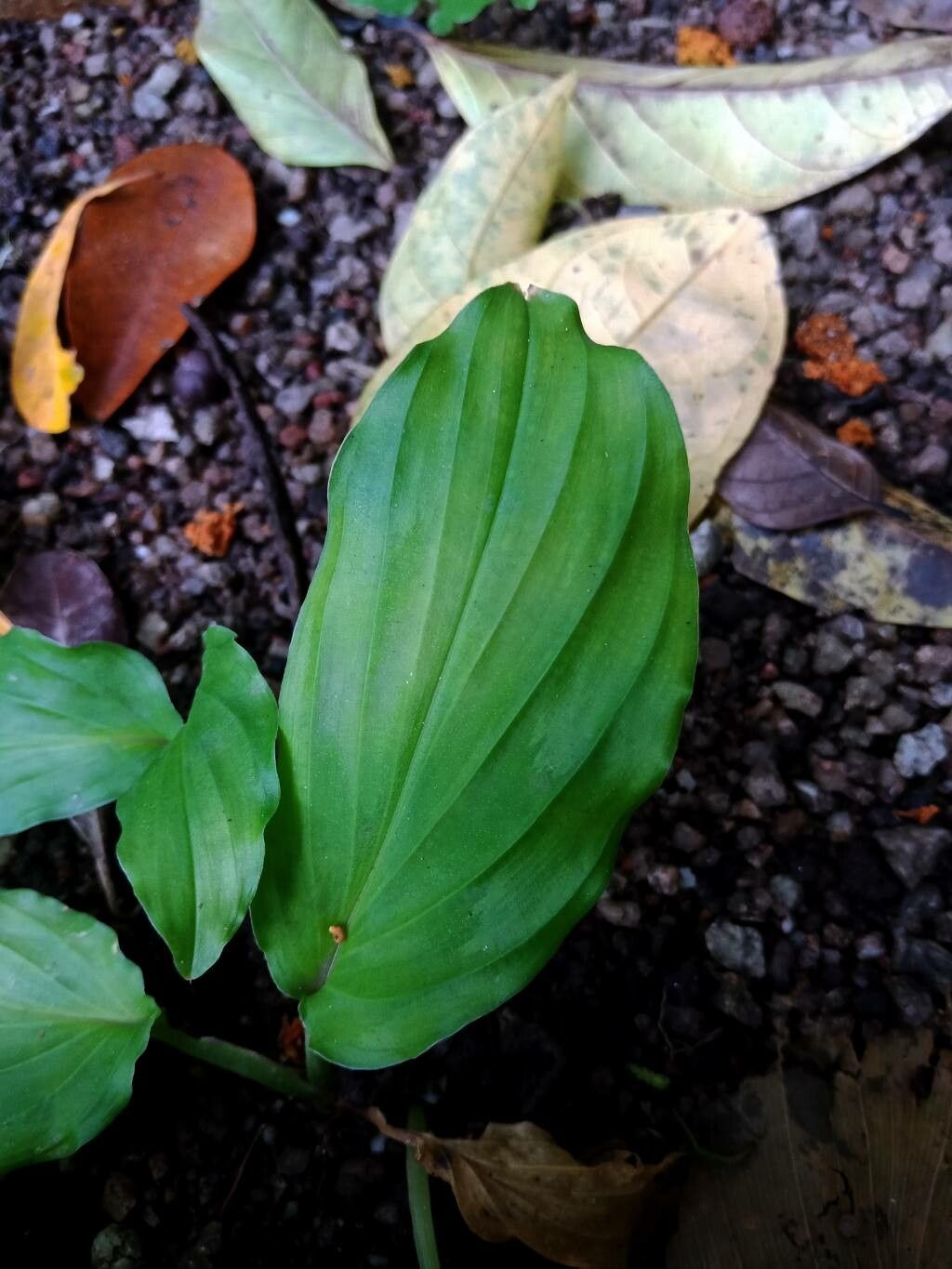 Kaempferia angustifolia — related species from the same genus