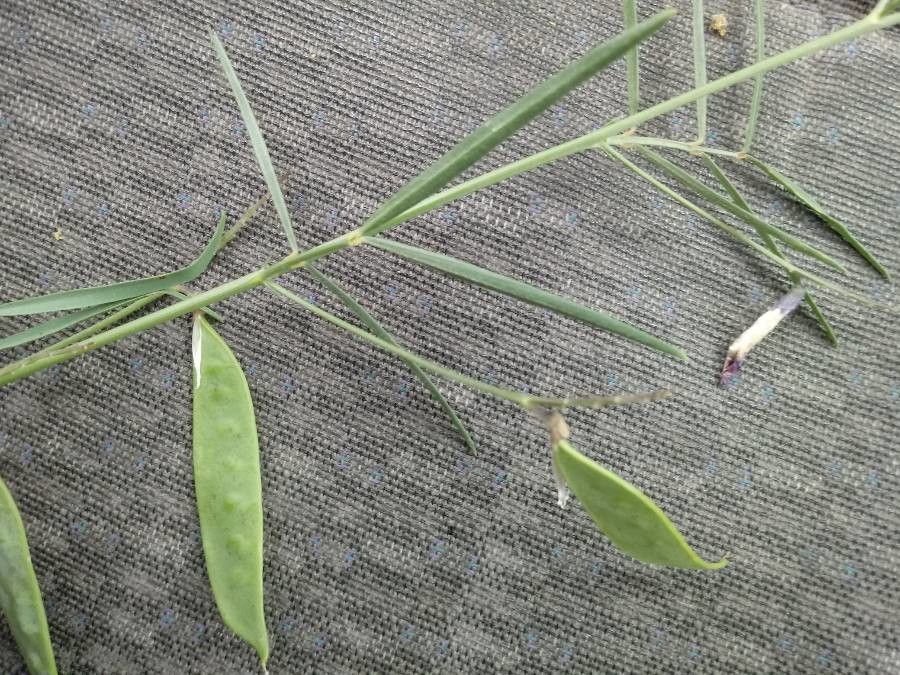 Vicia sicula — houseplant care guide