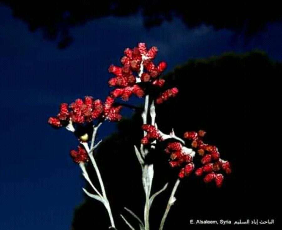 Helichrysum sanguineum bark