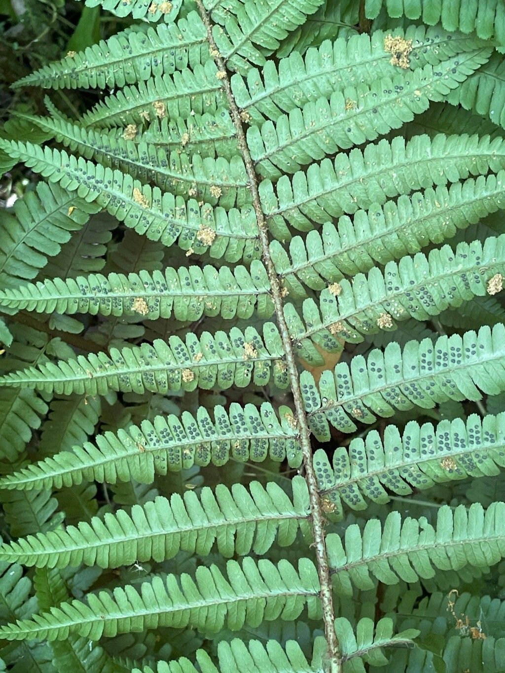 Dryopteris affinis fruit