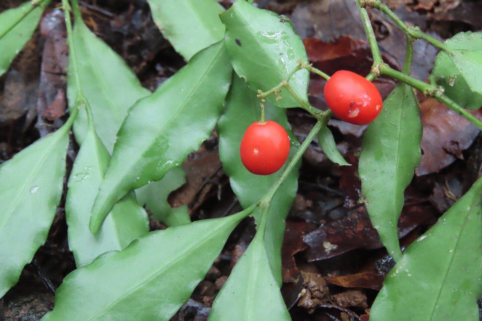 Crossopetalum enervium fruit