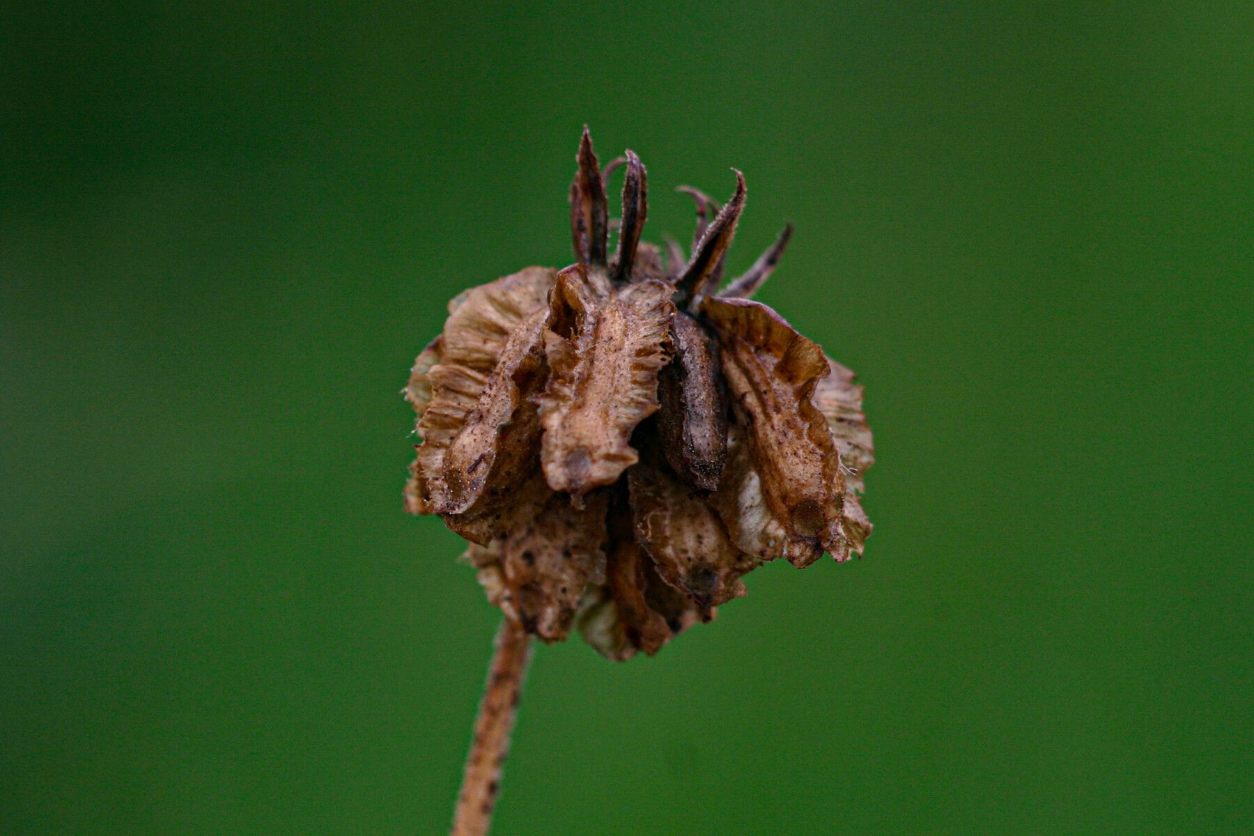 Osteospermum monocephalum — search result for 'Osteospermum'