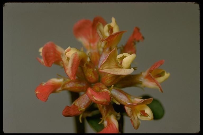 Acmispon cytisoides — related species from the same genus