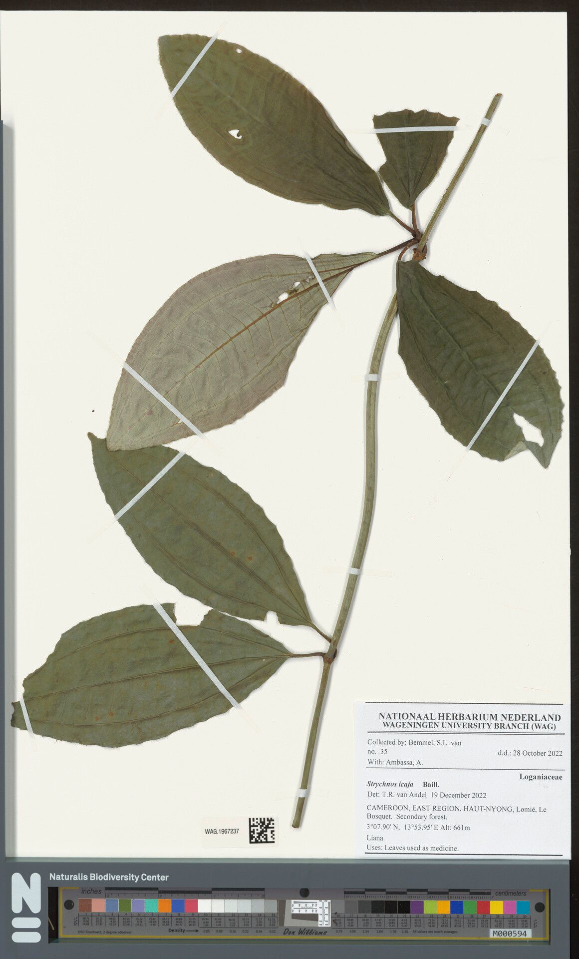 Strychnos icaja other