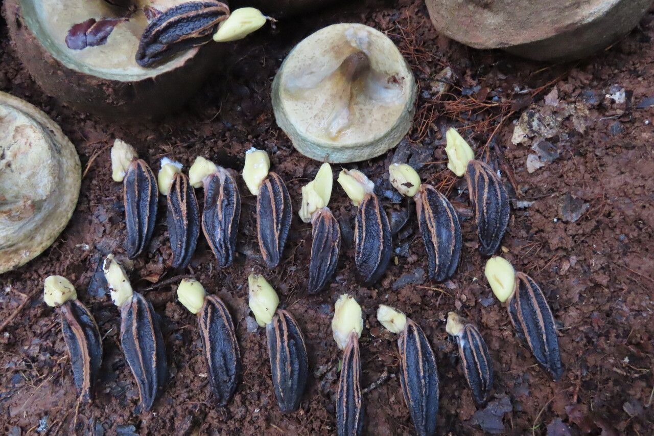 Lecythis ampla fruit