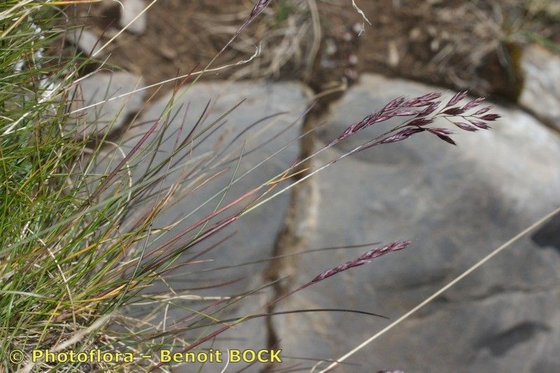 Festuca pumila other