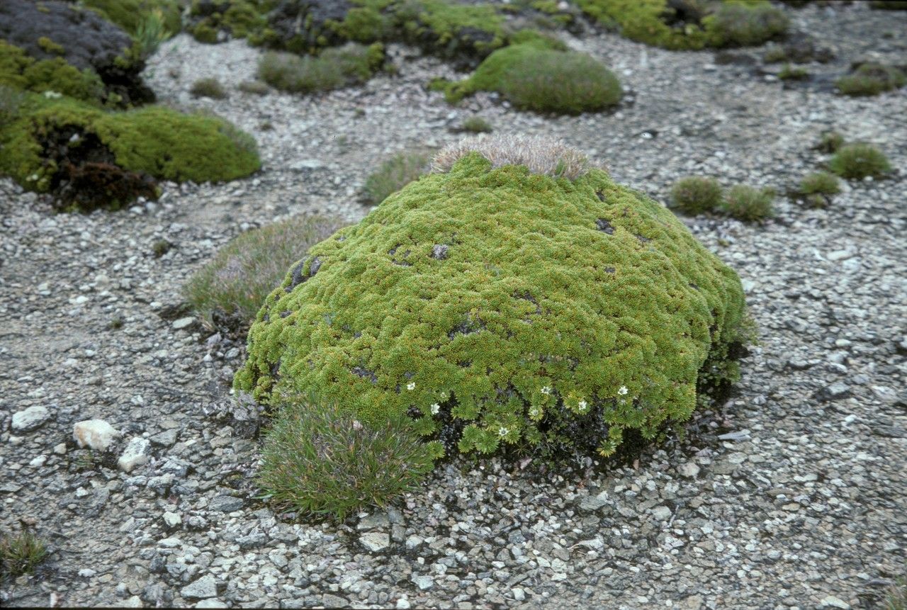 Donatia fascicularis habit