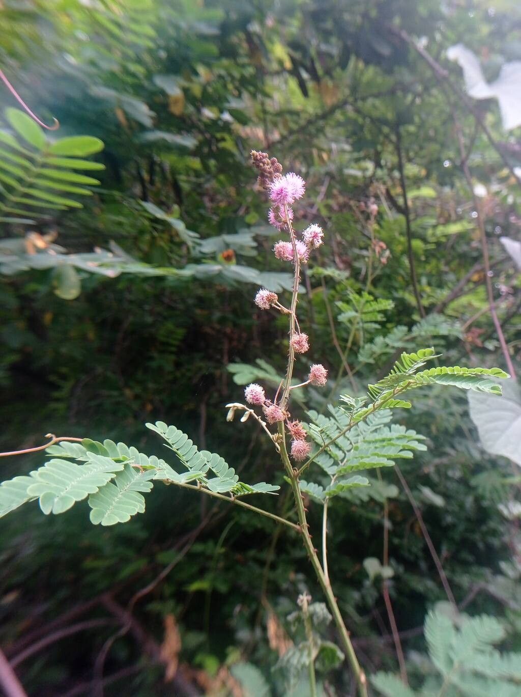 Mimosa rubicaulis flower