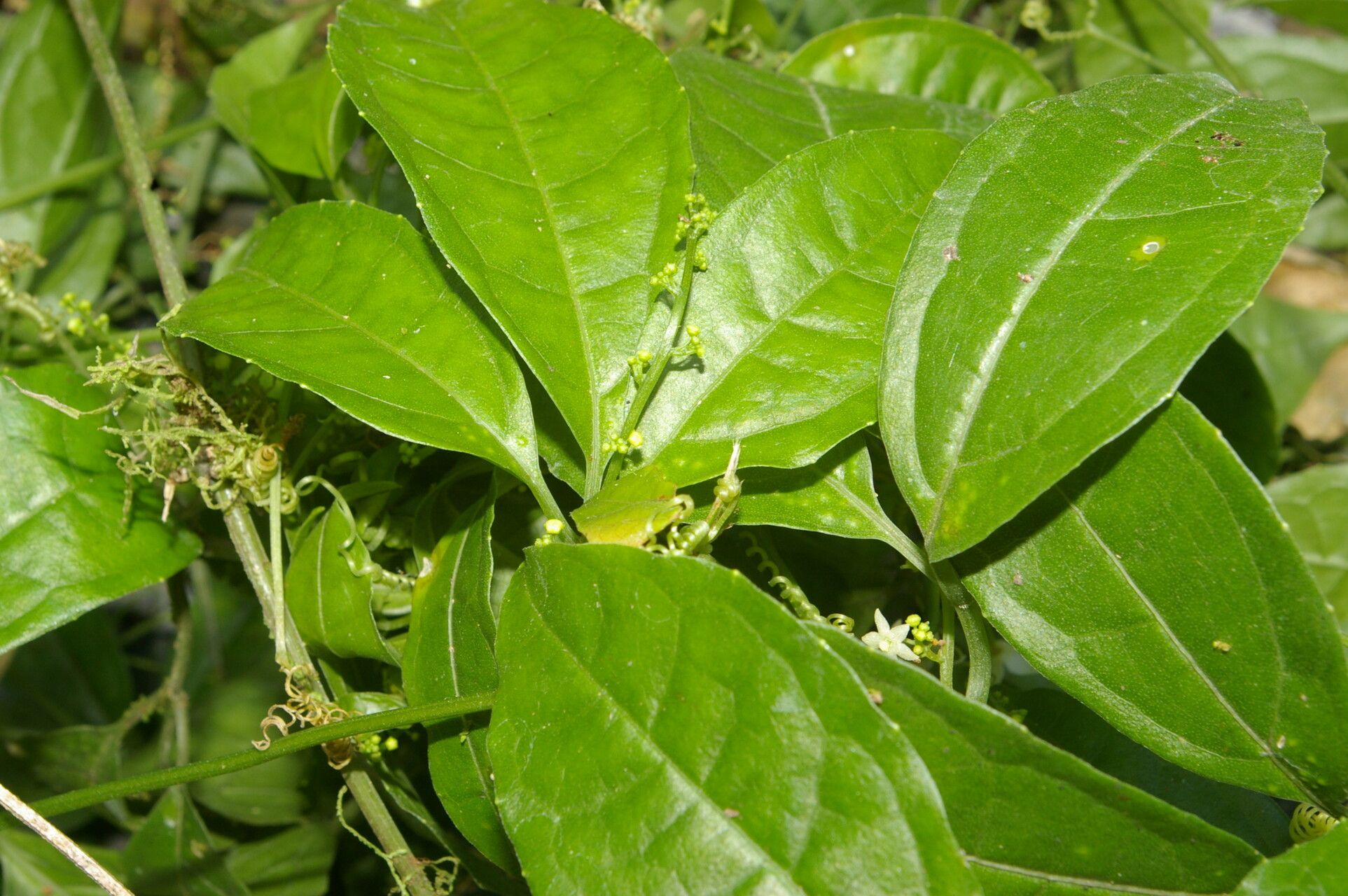 Cyclanthera lalajuela habit