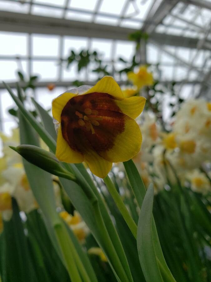 Fritillaria michailovskyi flower