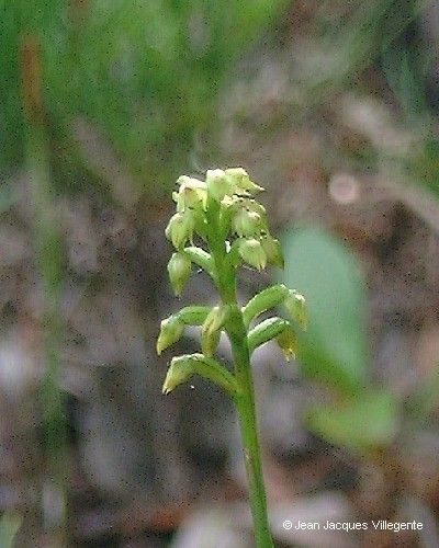 Genoplesium calopterum — houseplant care guide