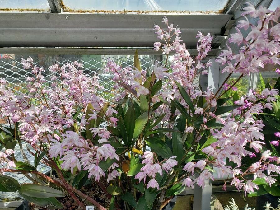 Dendrobium speciosum habit