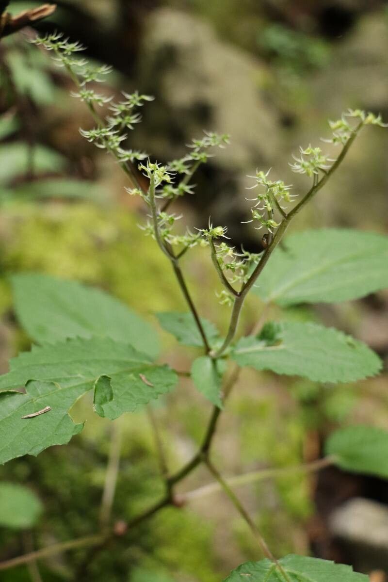 Laportea bulbifera — related species from the same genus
