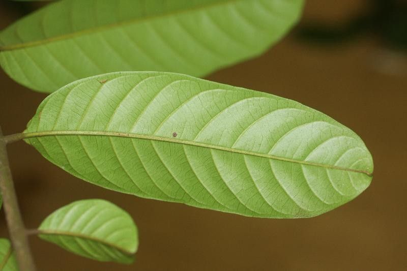 Guarea gomma — houseplant care guide