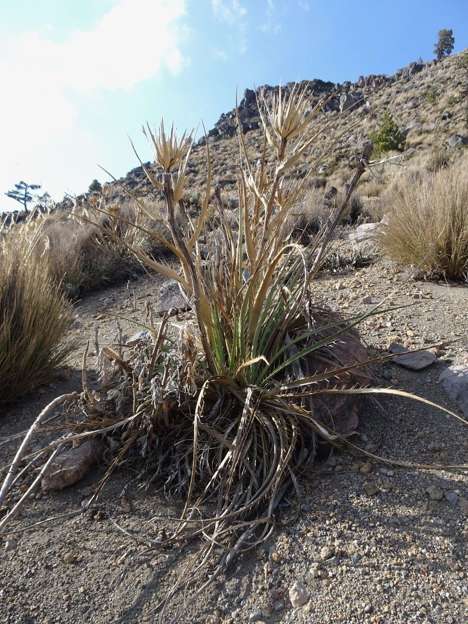 Eryngium proteiflorum — search result for 'Eryngium'