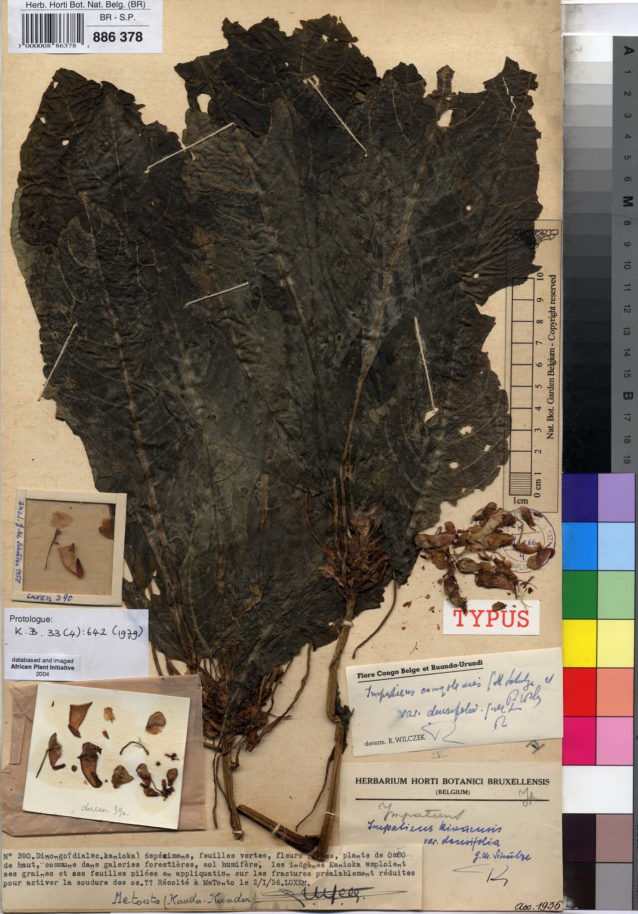 Impatiens densifolia — houseplant care guide