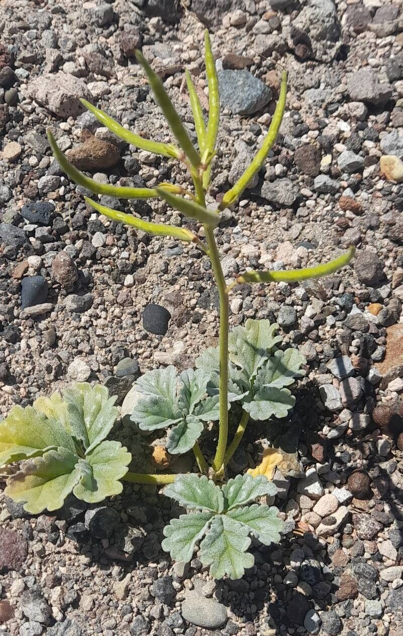 Argylia robusta habit