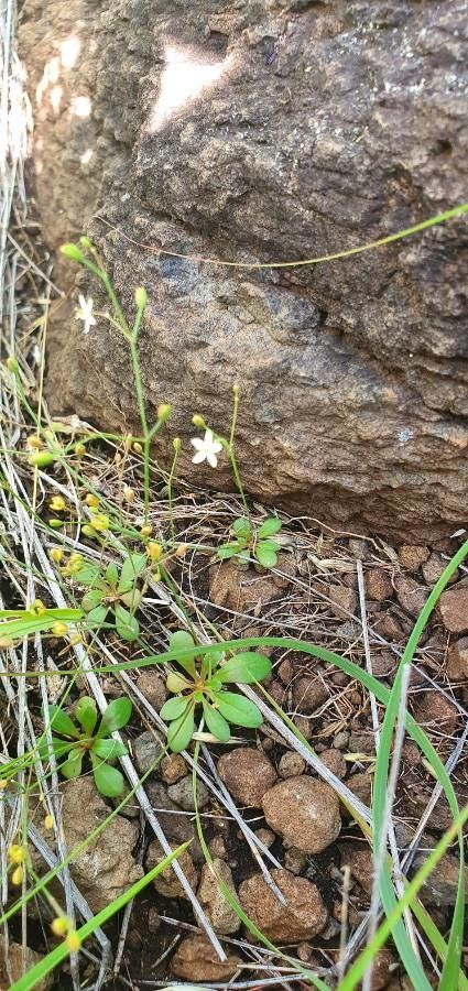 Chlorophytum zavattarii habit