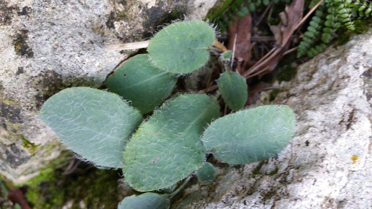 Hieracium cinerascens — houseplant care guide