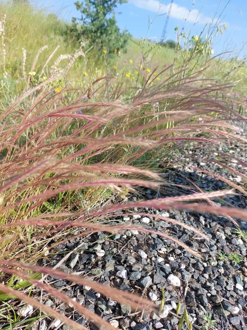 Festuca ambigua — search result for 'Festuca'