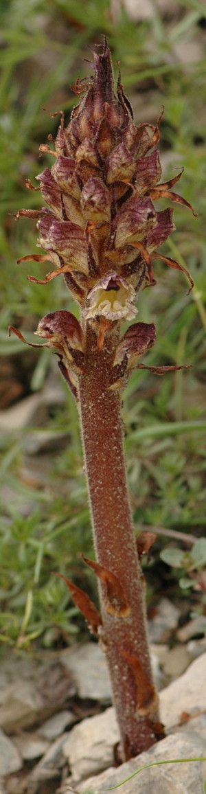 Orobanche reticulata habit