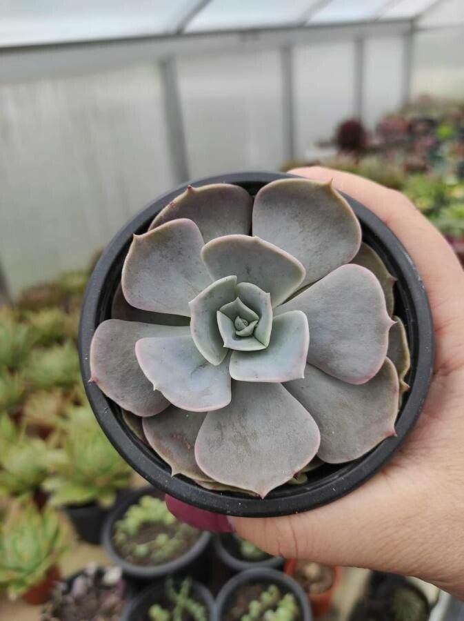 Echeveria australis leaf