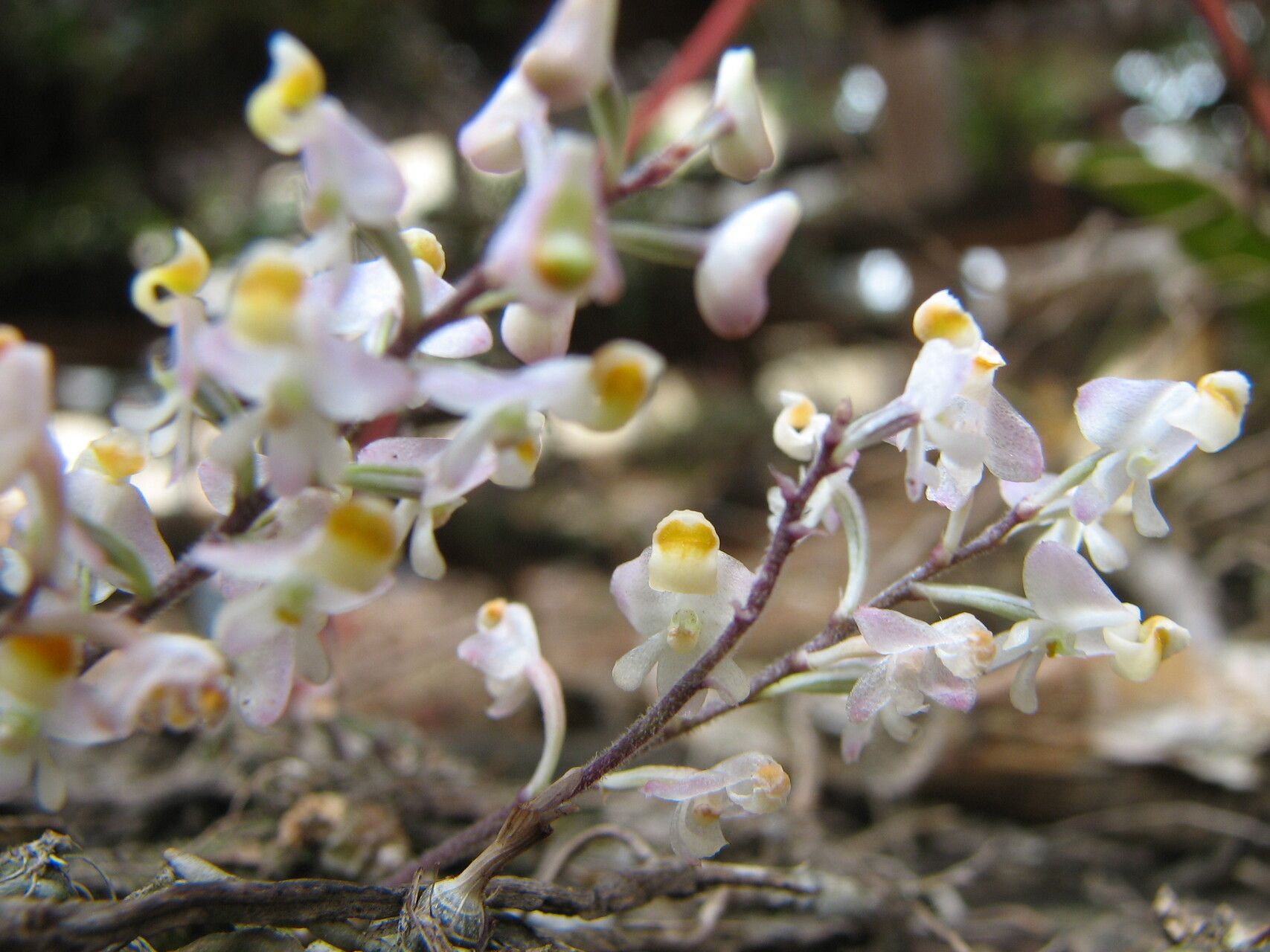 Polystachya saccata — houseplant care guide
