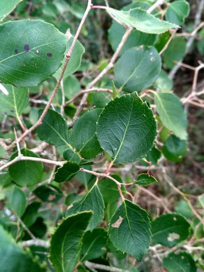 Xylosma venosa — search result for 'Xylosma'