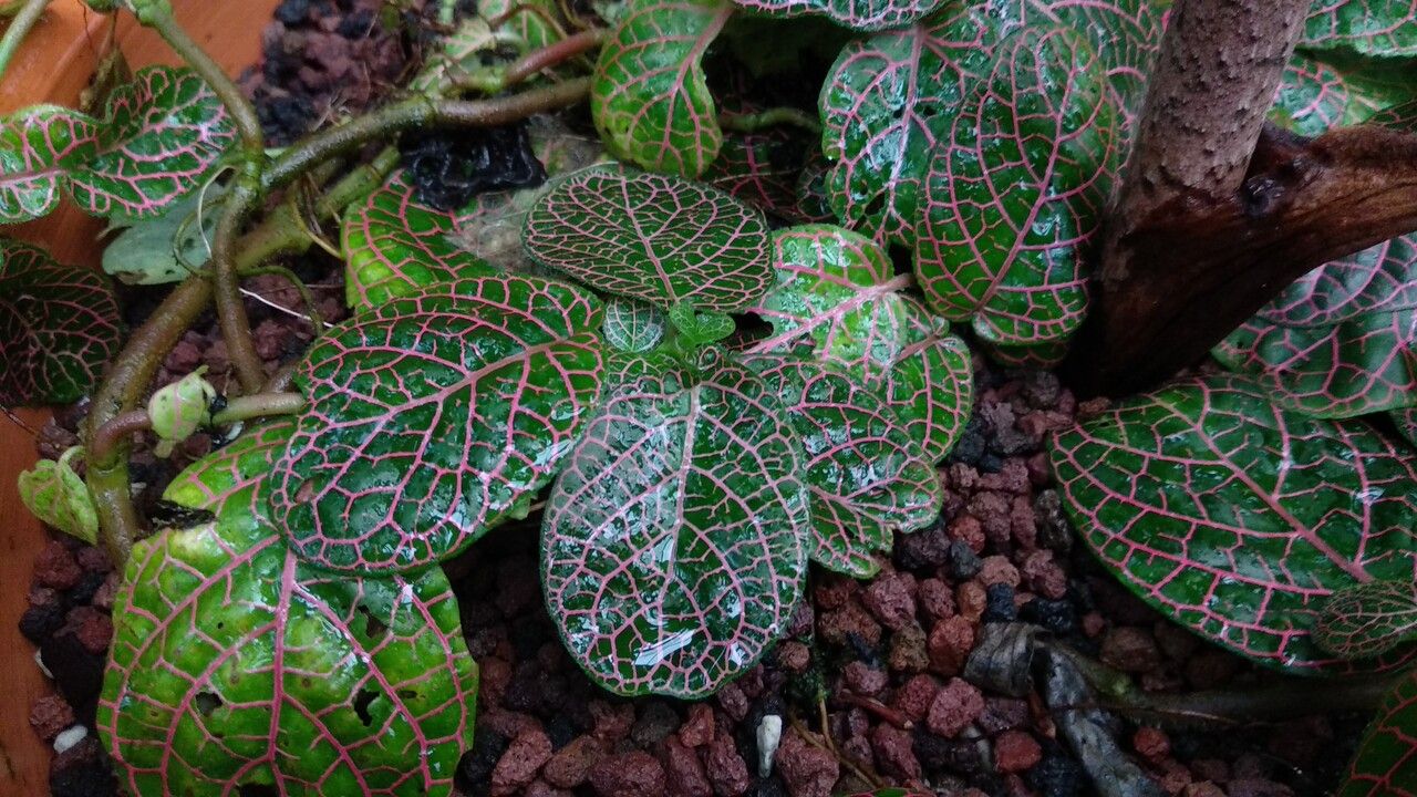 Dracontium prancei — houseplant care guide