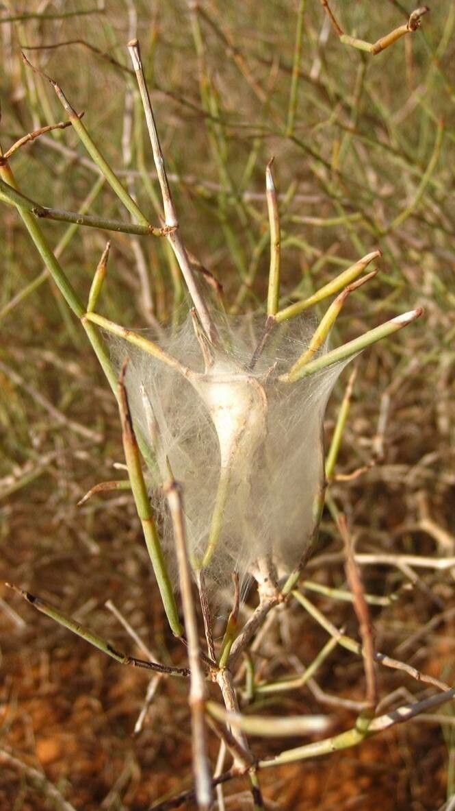 Ochradenus baccatus leaf