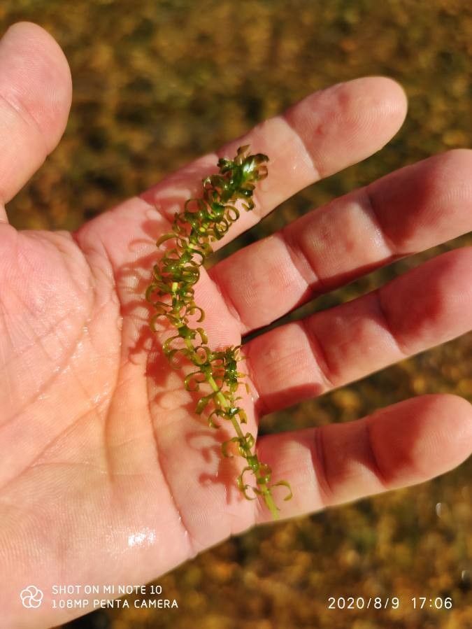 Lagarosiphon major habit