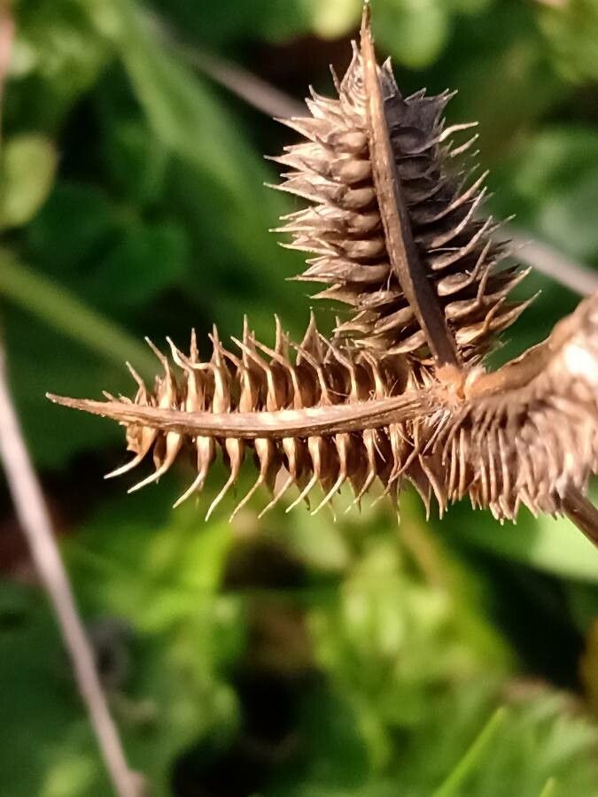 Dactyloctenium aegyptium fruit