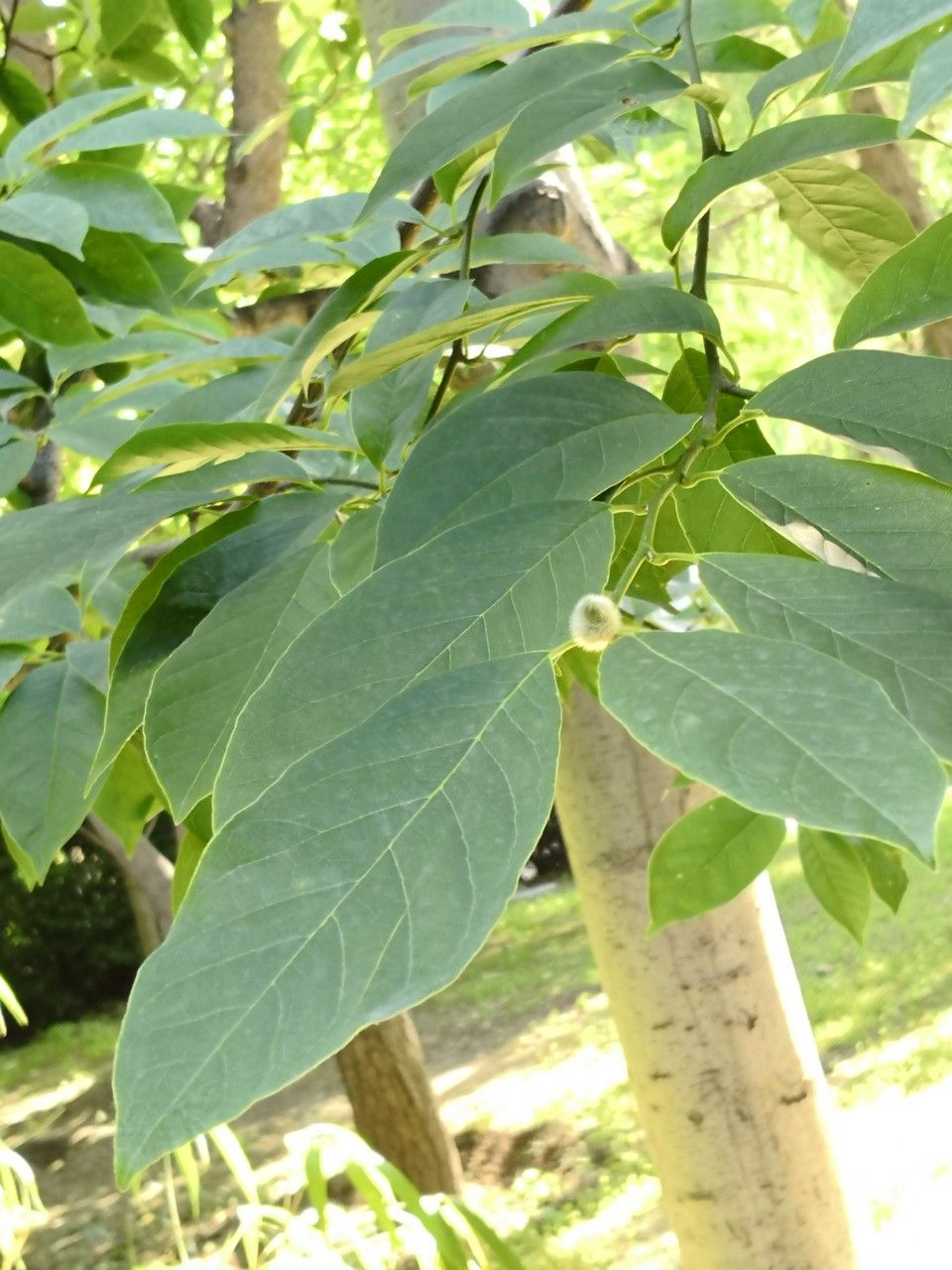 Magnolia amoena leaf