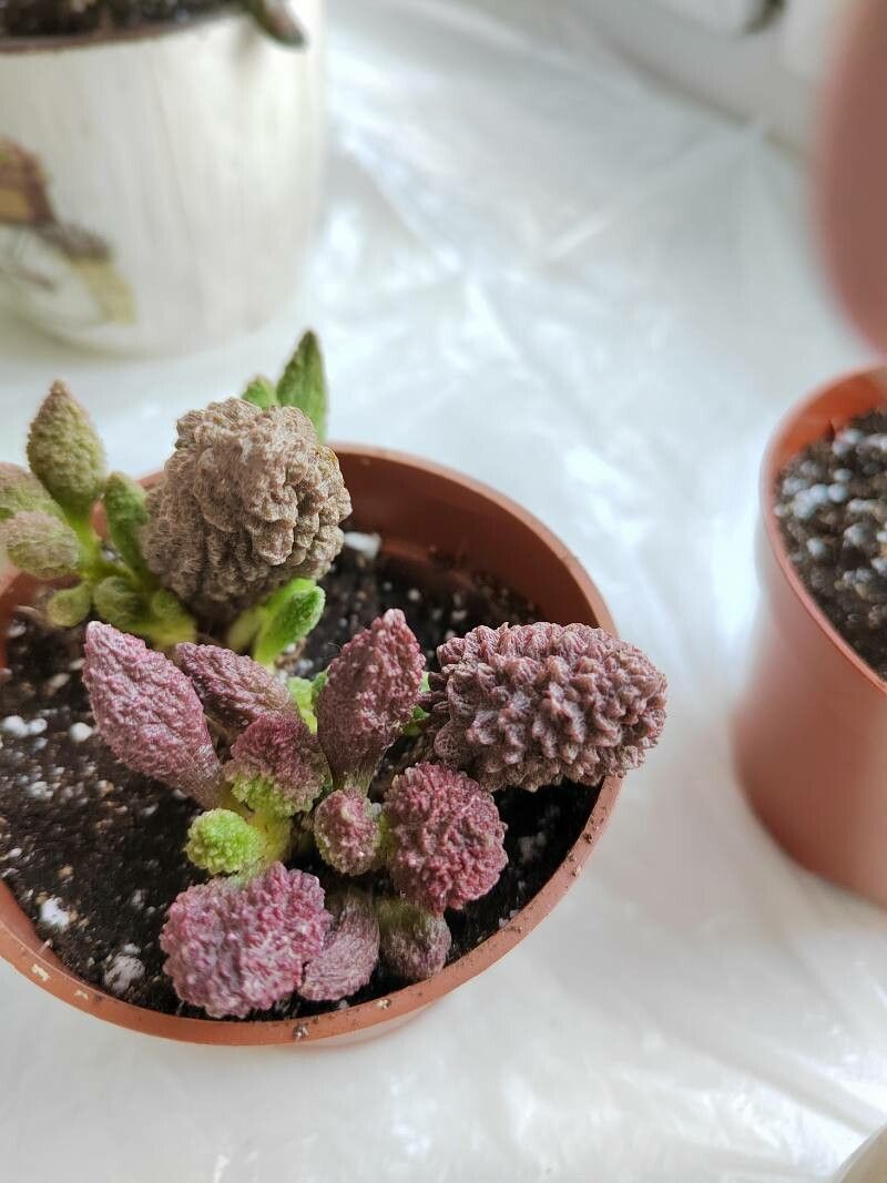 Adromischus marianae flower