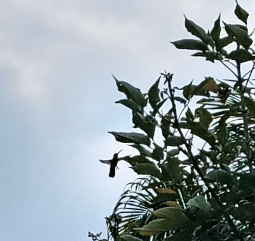 Heptapleurum heterophyllum — search result for 'Heptapleurum'