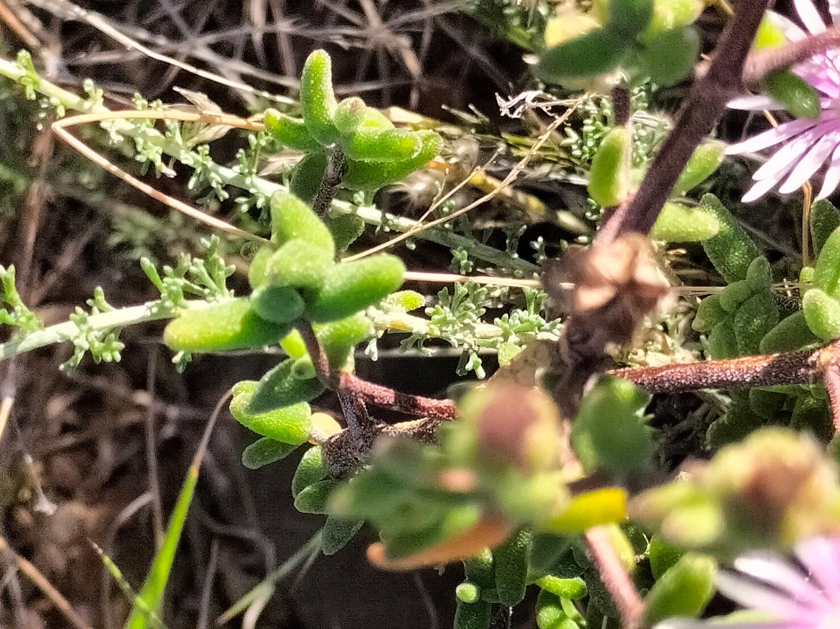 Drosanthemum lique — search result for 'Drosanthemum'