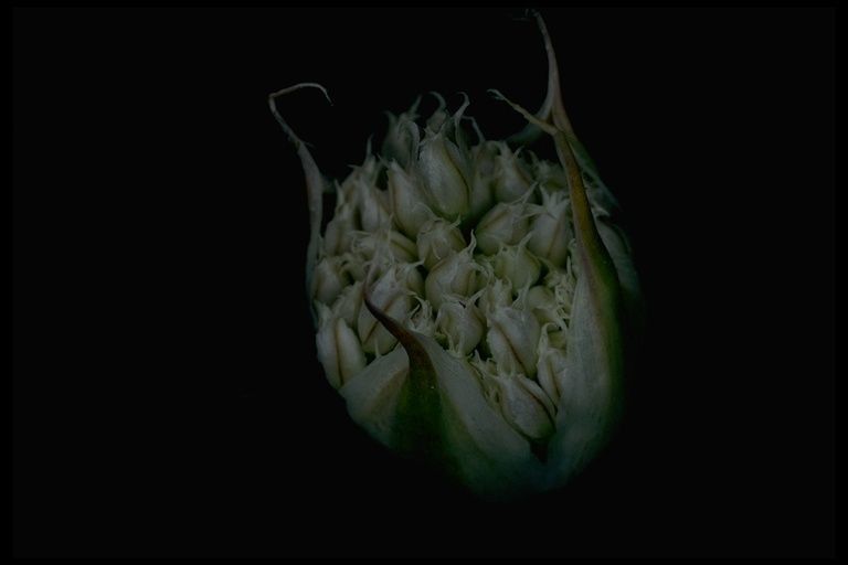 Allium sanbornii — houseplant care guide