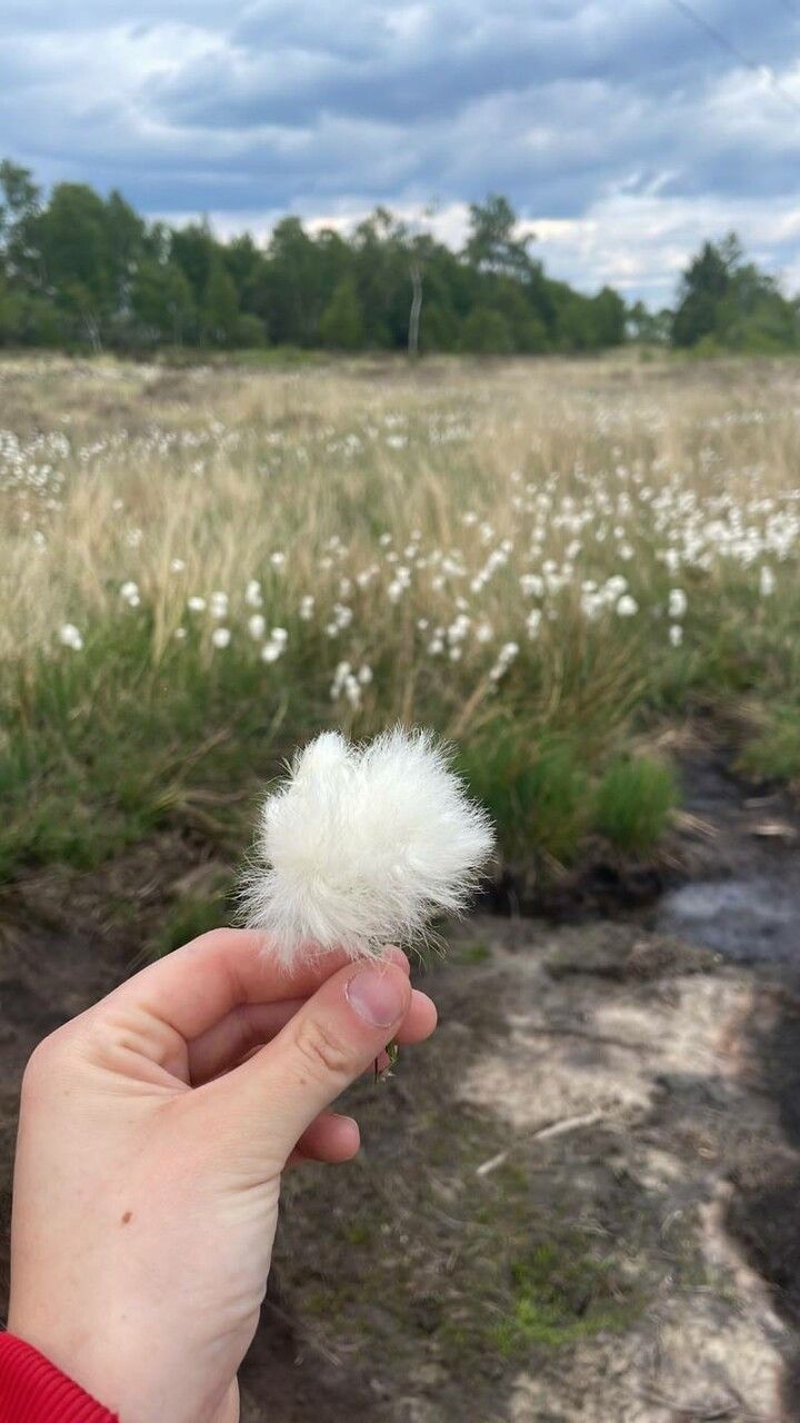 Eriophorum vaginatum leaf