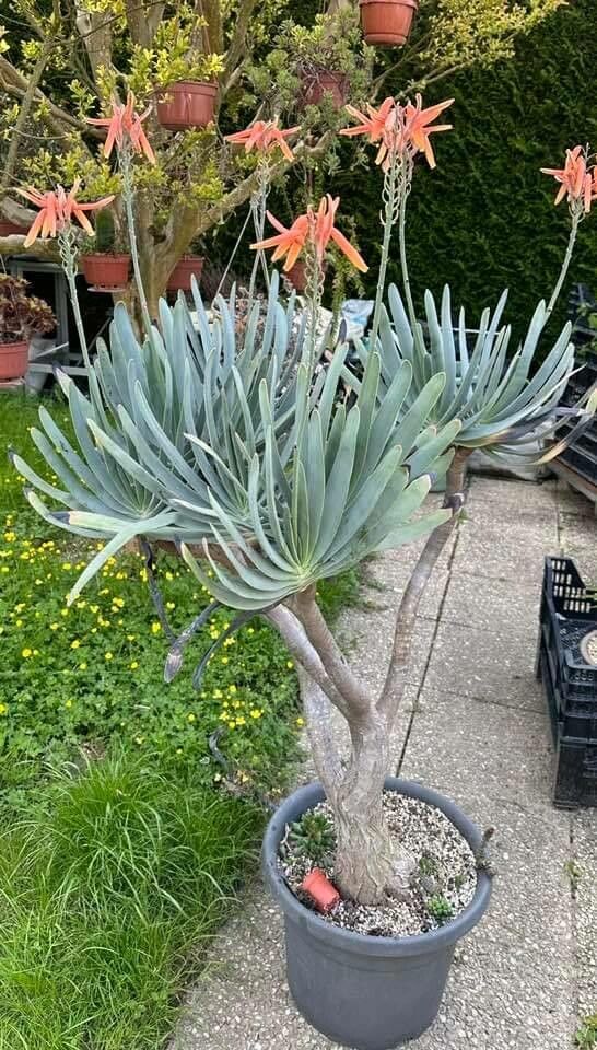 Kumara plicatilis flower