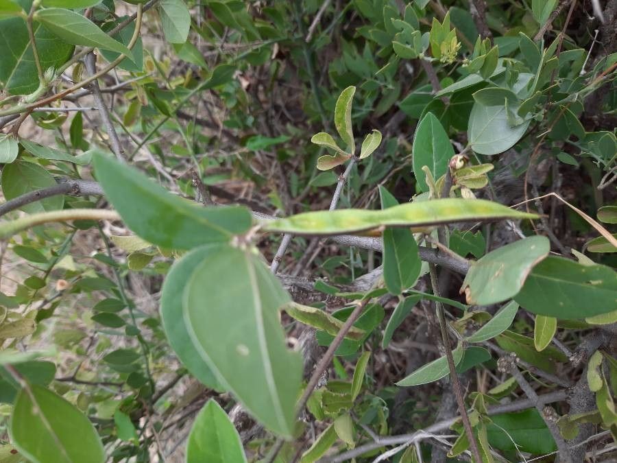 Macrotyloma axillare fruit