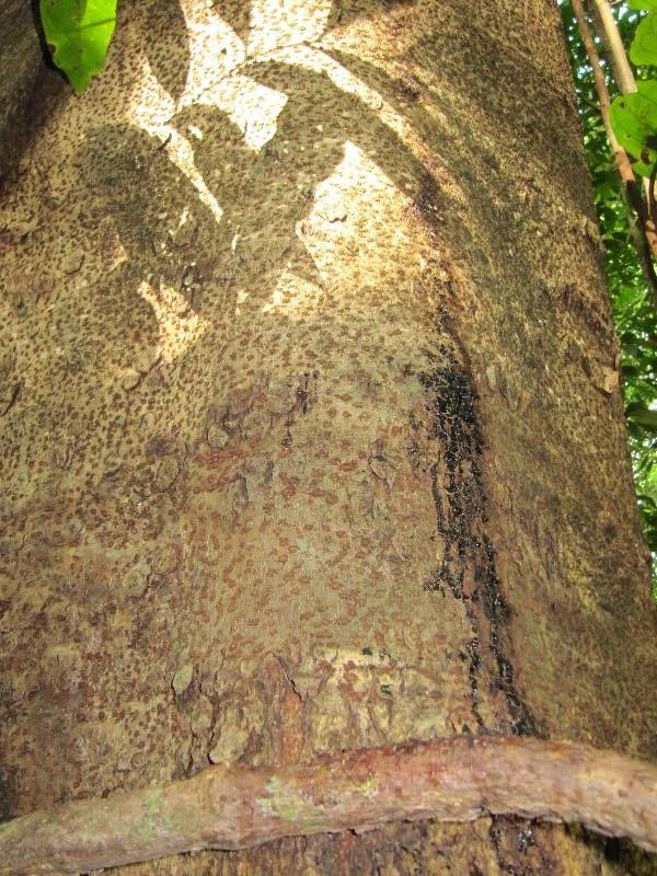 Parkia nitida bark