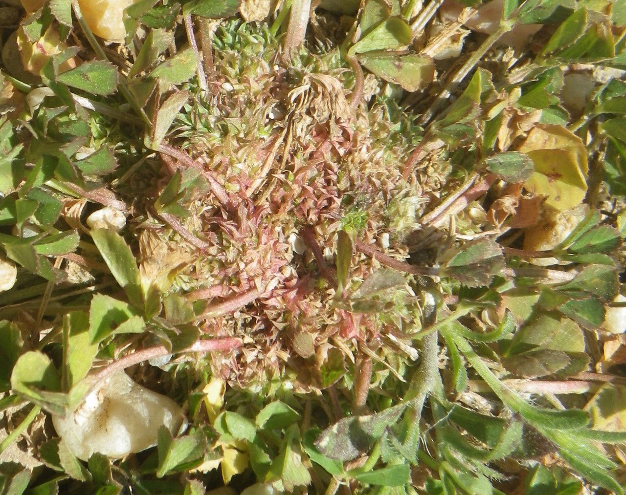 Trifolium suffocatum flower